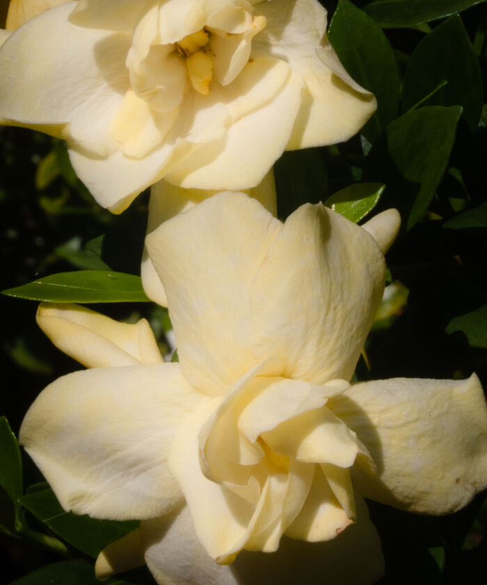 Cream gardenia blossoms against dark leaves