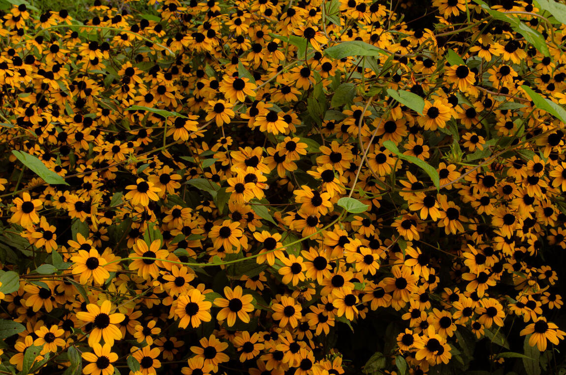 A dense mass of black-eyed Susans filling the frame