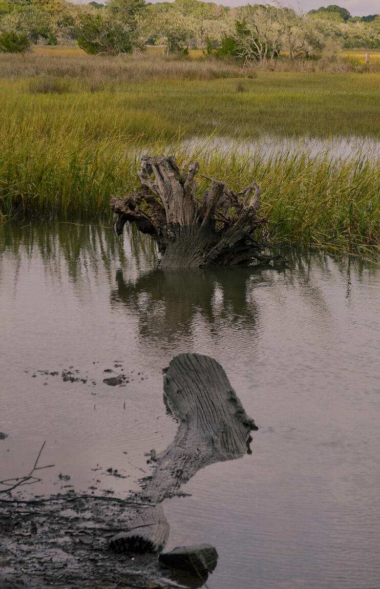 A weathered cypress stump standing in a salt marsh creek at low tide